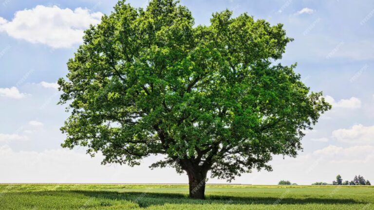 fruit tree with most medicinal properties​