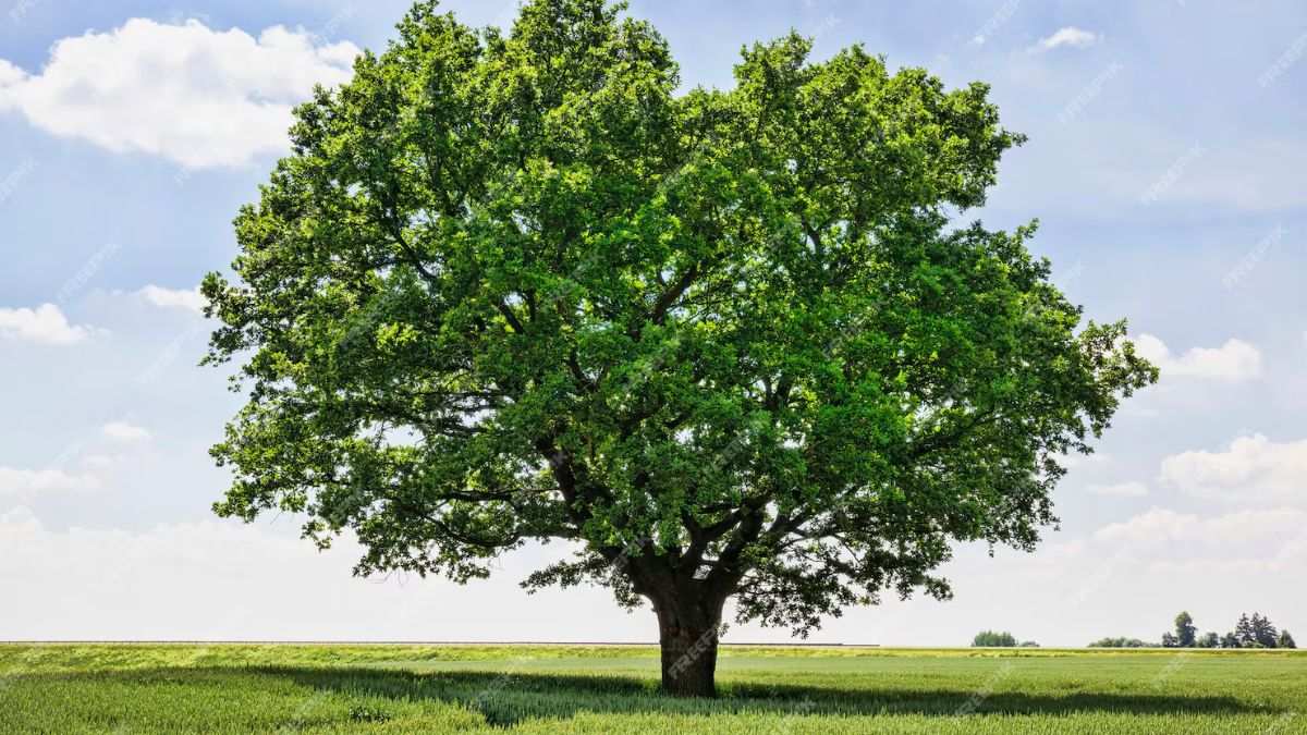 fruit tree